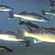 Walleye Fishing